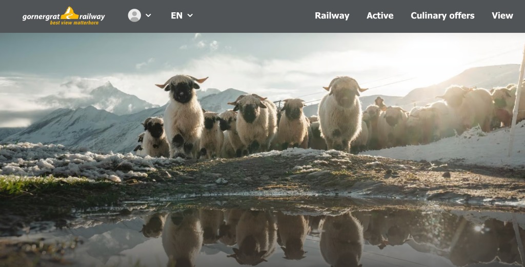 瑞士策馬特黑面羊 Meet the sheep